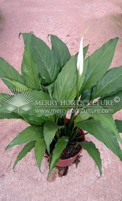 Spathiphyllum Star light